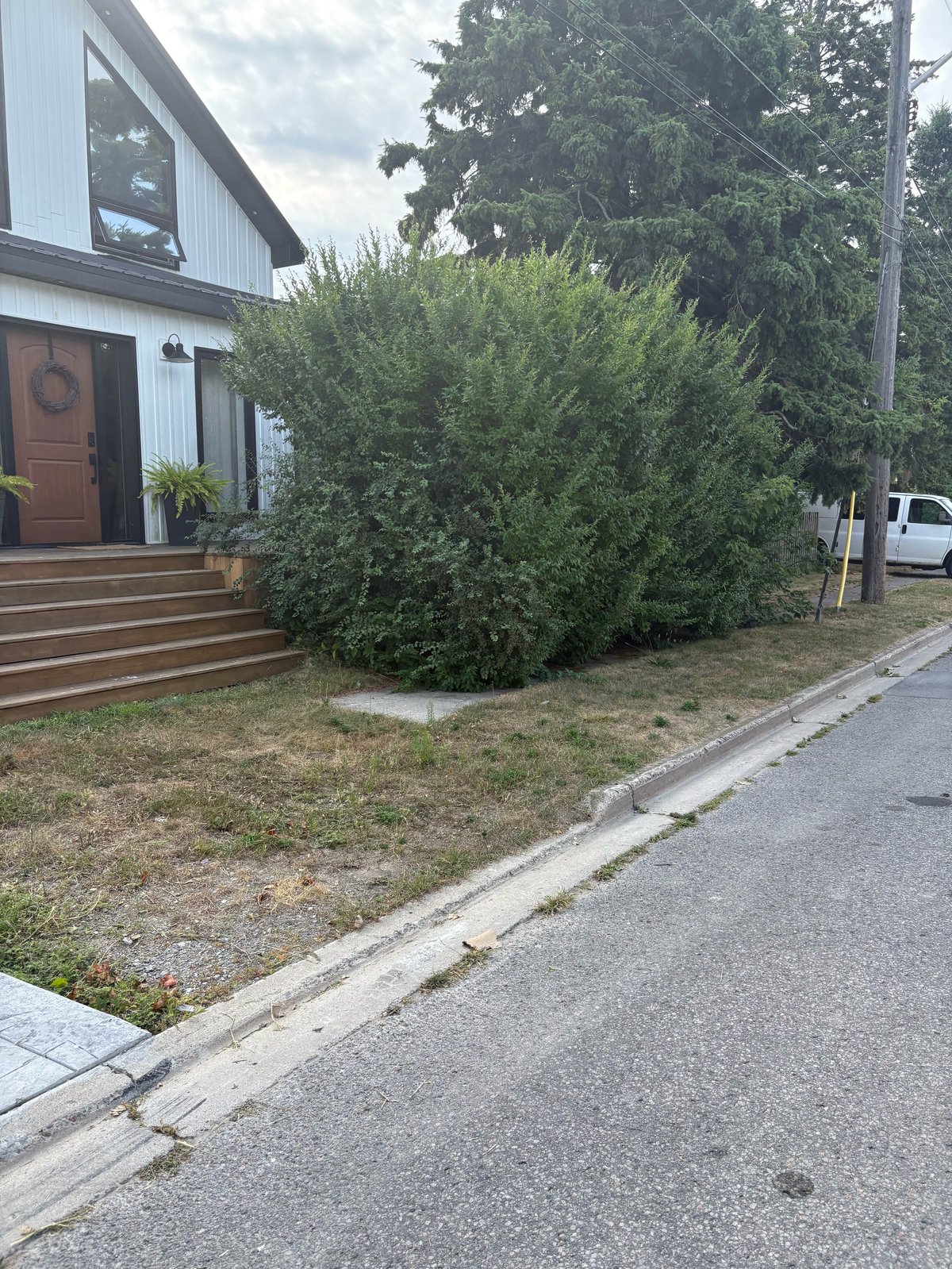 Modern residential house with white siding, brown door, and overgrown green hedge in front yard near street