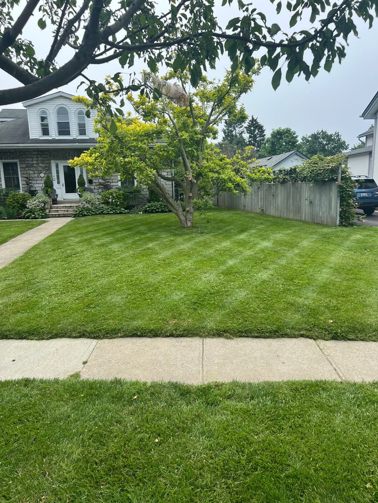 Suburban home with green lawn, mature tree, and brick exterior alongside a sidewalk and wooden fence
