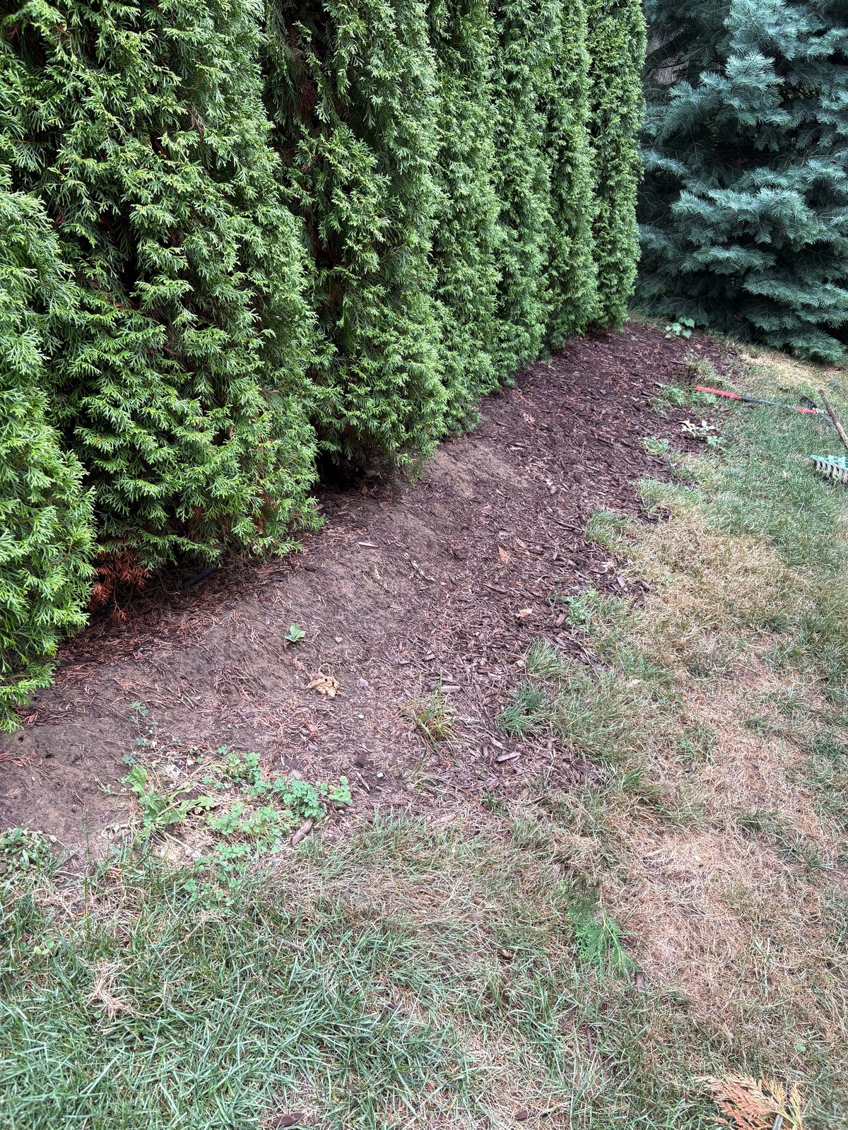 Garden pathway lined with tall evergreen hedges and mulched ground alongside patchy grass area
