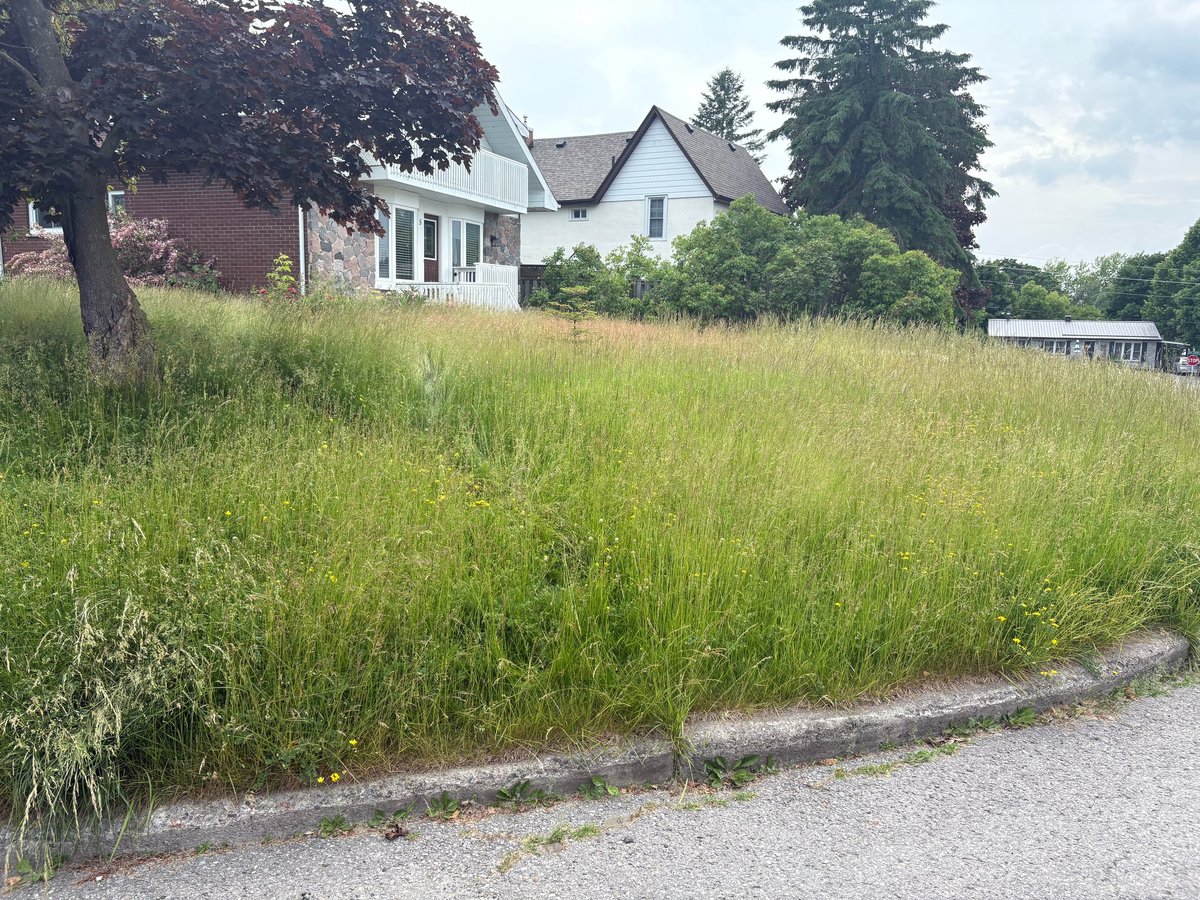 Overgrown rural property with white farmhouse, tall grass lawn, gravel driveway, and evergreen trees in background