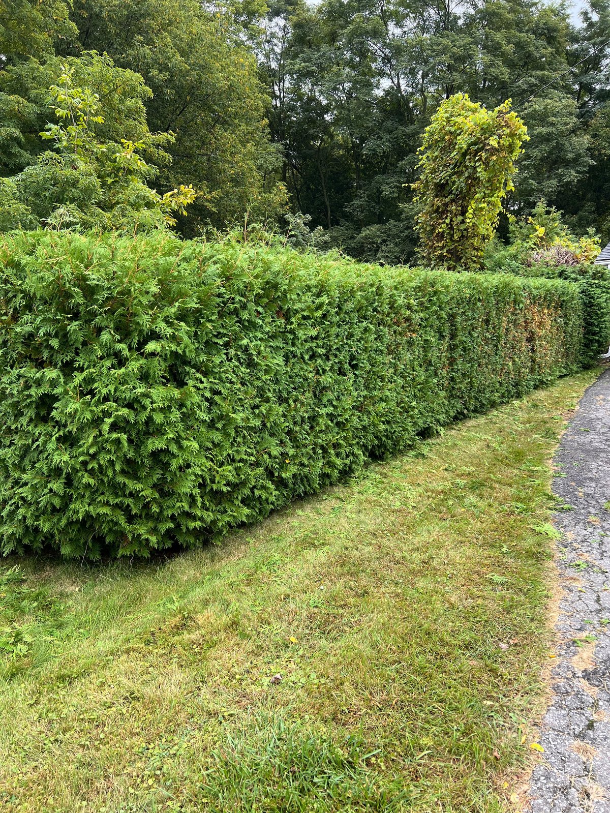 Manicured green hedgerow and lawn beside a gravel pathway with tall trees in the background