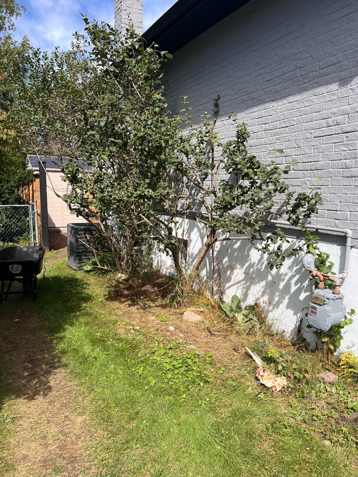 Overgrown tree with vines growing against a white painted brick building with green yard
